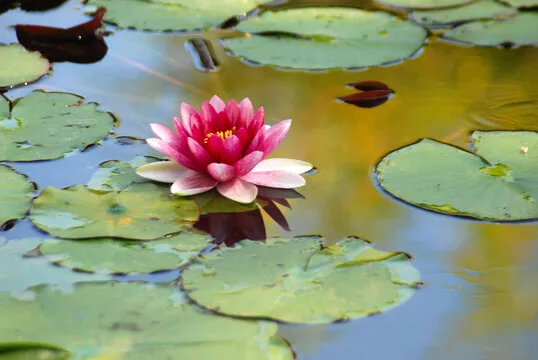 大小单双玩法示意图